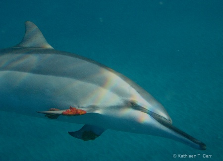 Dolphin with Leaf
