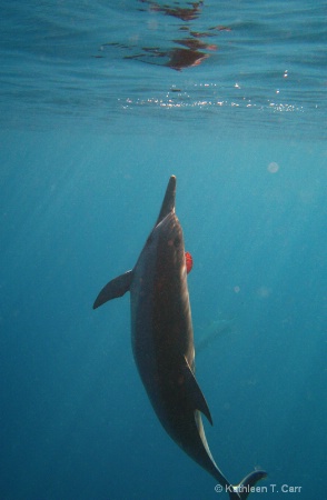 Dolphin Ready to Jump