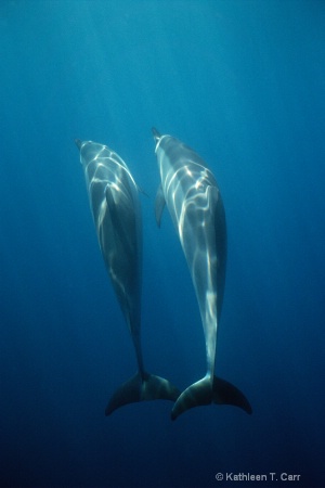 Two Dolphins