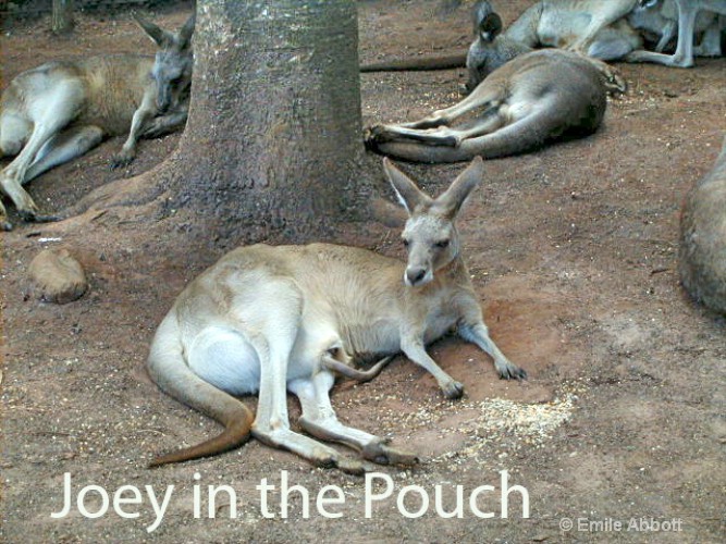 Joey in the pouch - ID: 8551206 © Emile Abbott
