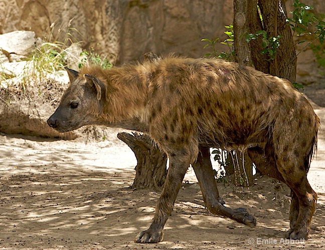Hyena - ID: 8551208 © Emile Abbott