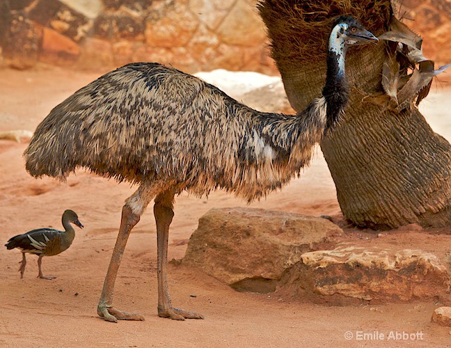 Ostrich - ID: 8551209 © Emile Abbott