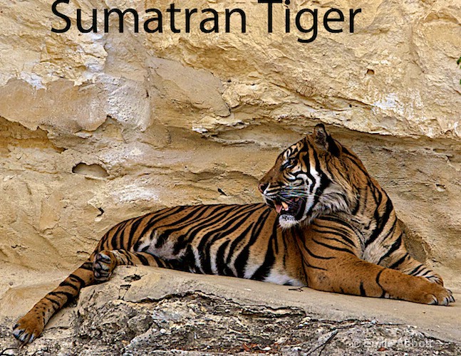 Sumatran Tiger - ID: 8551211 © Emile Abbott