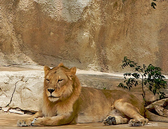Lion - ID: 8551212 © Emile Abbott
