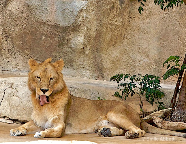 Grooming Lion - ID: 8551213 © Emile Abbott
