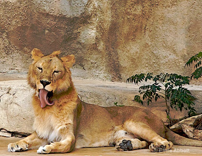 Grooming Lion - ID: 8551215 © Emile Abbott