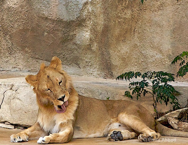 Grooming Lion - ID: 8551217 © Emile Abbott