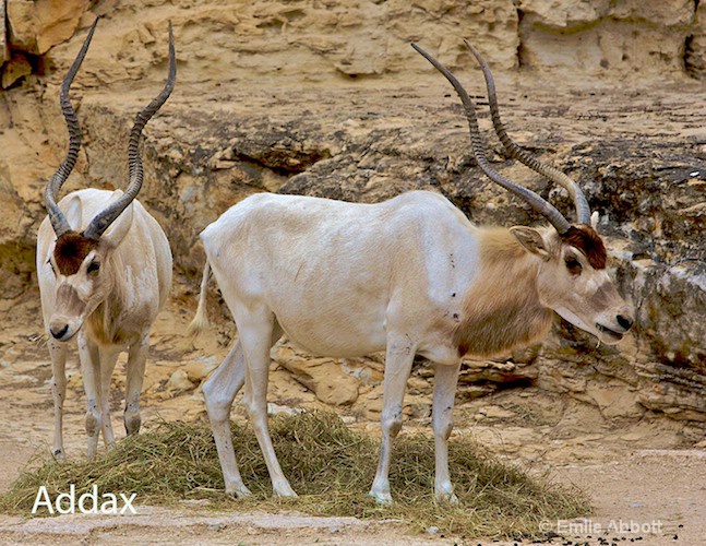 Addax - ID: 8551218 © Emile Abbott