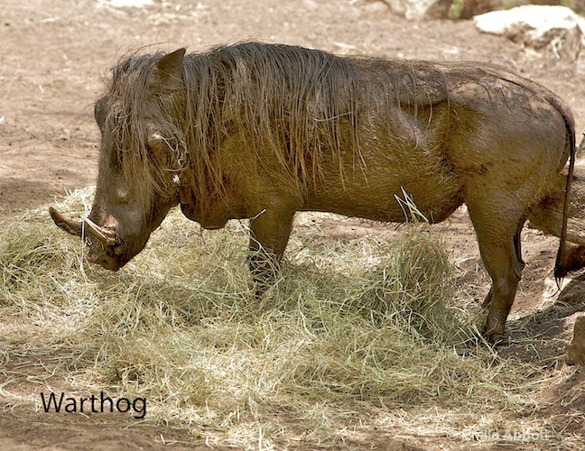 Warthog - ID: 8551220 © Emile Abbott