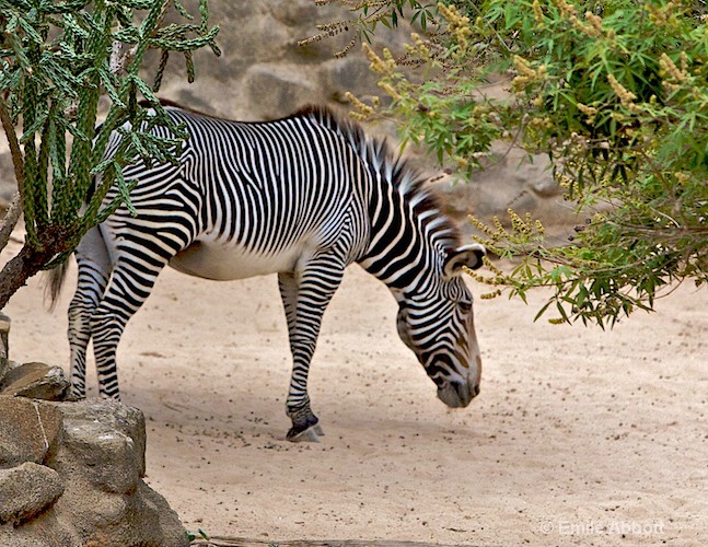 Zebra - ID: 8551222 © Emile Abbott