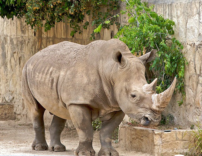 Rhinoceros - ID: 8551223 © Emile Abbott