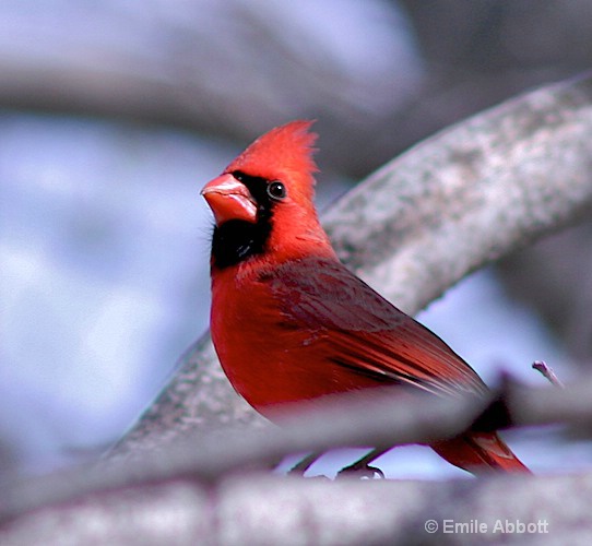 Cardinal - ID: 8553298 © Emile Abbott