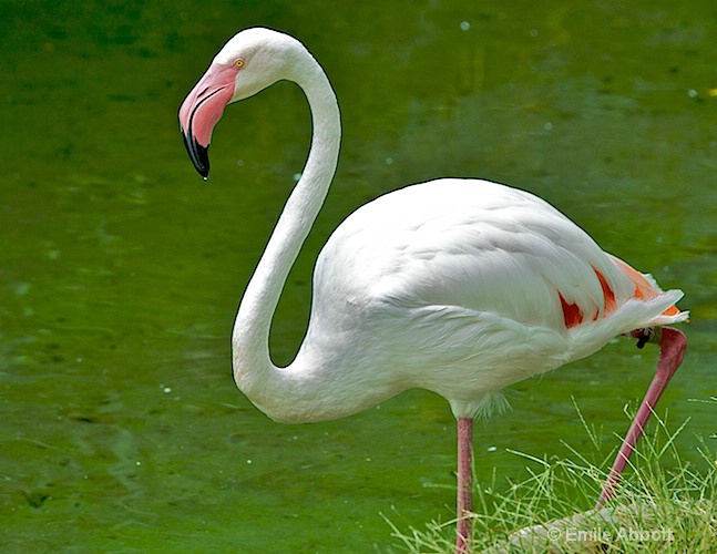 Flamingo - ID: 8553306 © Emile Abbott