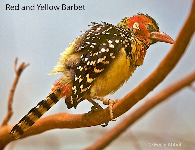 Red and Yellow Barbet - ID: 8553307 © Emile Abbott