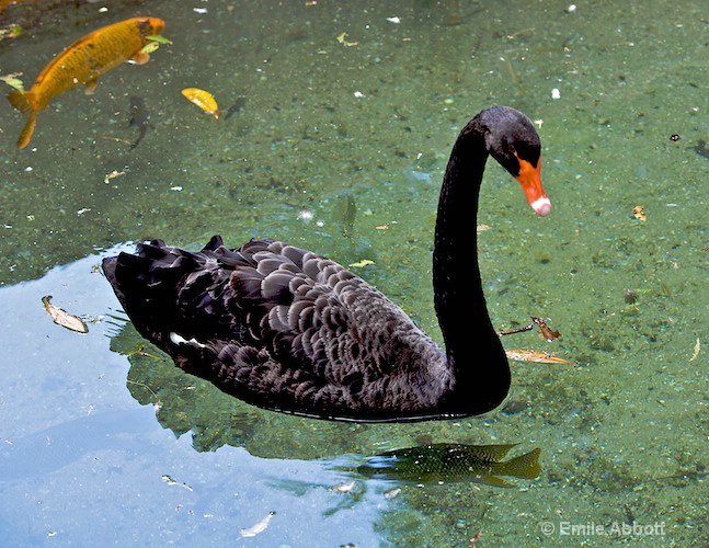 Black Swan of Australia - ID: 8553311 © Emile Abbott