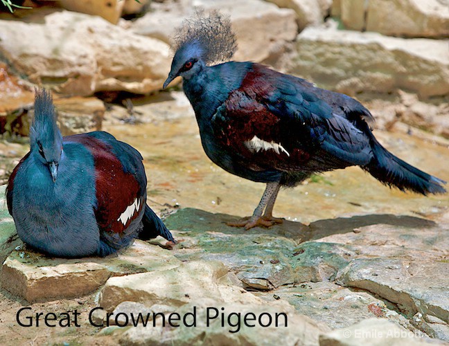 Great Crowned Pigeon - ID: 8553315 © Emile Abbott
