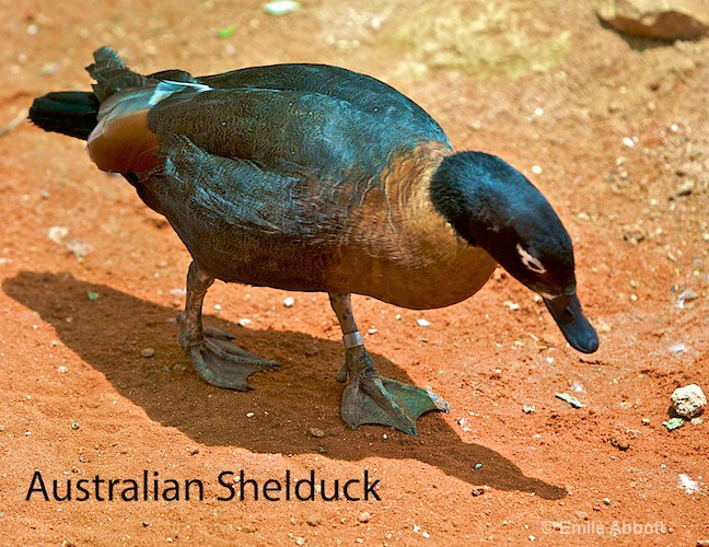 Australian Shelduck - ID: 8553316 © Emile Abbott