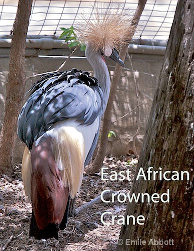 East African Crowned Crane - ID: 8553317 © Emile Abbott