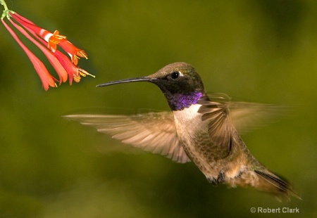 black chinned in flight   flow