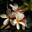 Plumeria Bouquet