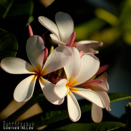 Plumeria Bouquet