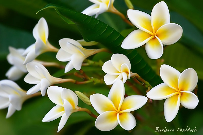 Frangipani