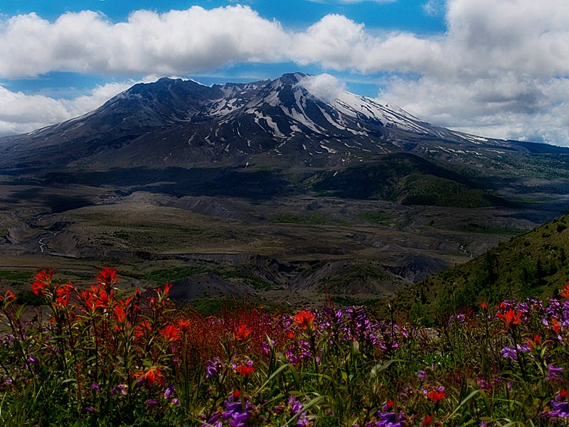 Mt St Helens in Bloom