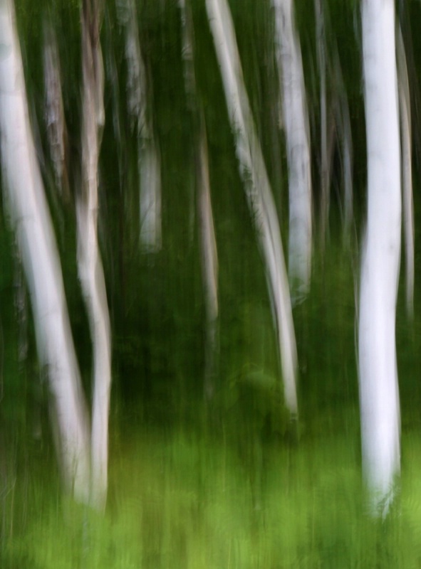 Acadia Birches