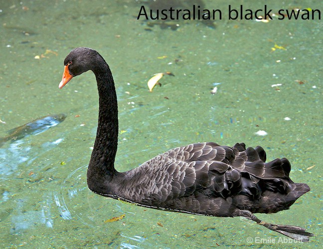 Australian Black Swan - ID: 8559089 © Emile Abbott