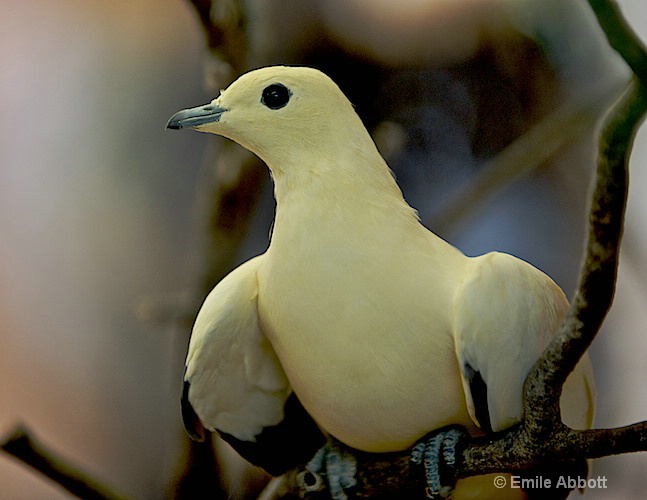 Unknown Bird - ID: 8559090 © Emile Abbott