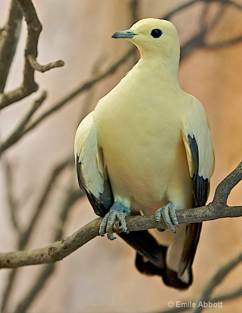 Unknown Bird - ID: 8559091 © Emile Abbott