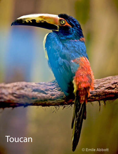 Toucan - ID: 8559092 © Emile Abbott