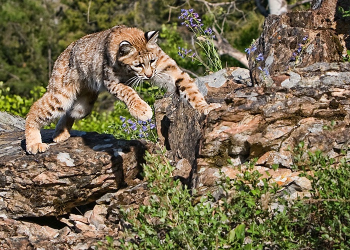 Lynx Pouncing