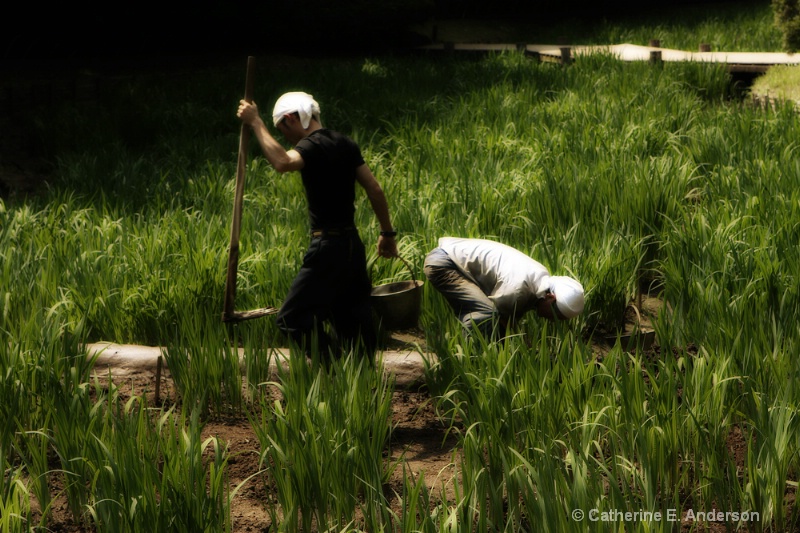 Rice Paddies