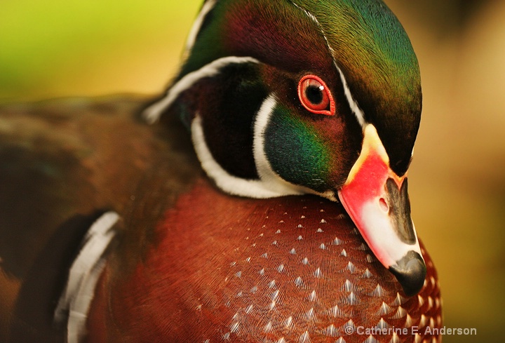 Wood Duck Detail