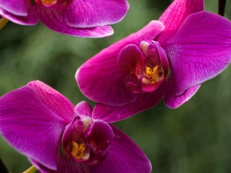 Orchids in Flight