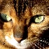 © Lydia Williams PhotoID # 8559556: The Eyes of Daisy