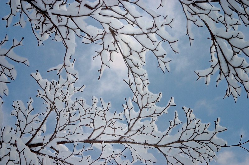 Snow Branches and Clouds