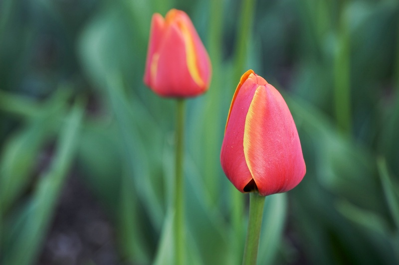 Tulip Pair