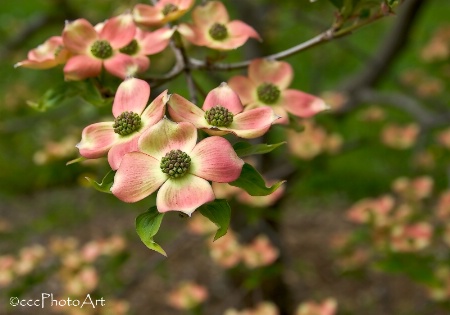 Distinctive Dogwood