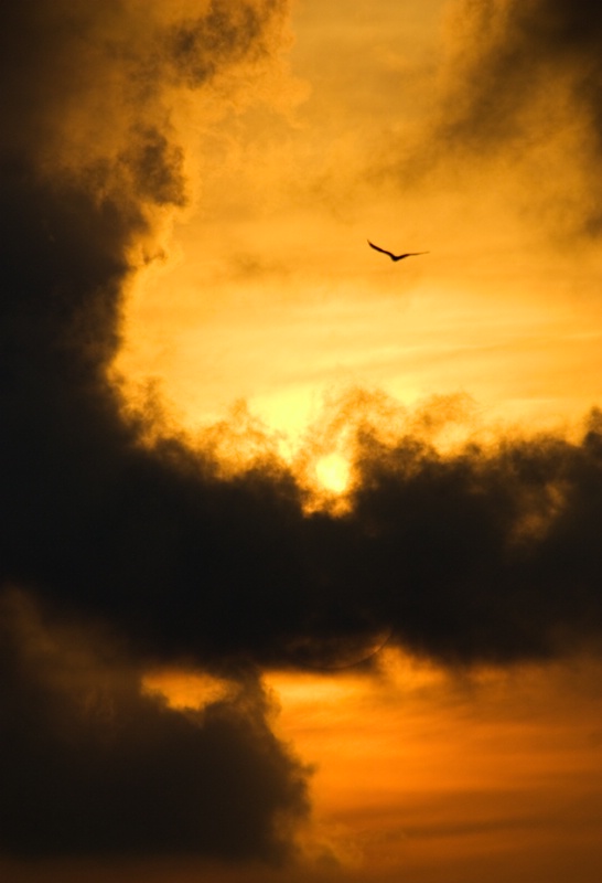 Sunrise Pine Island - ID: 8560198 © Michael Cenci