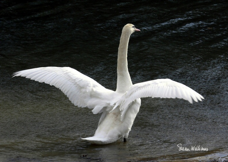 Wings of a Mute Swan
