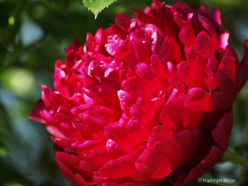 SUN GLOWING PEONY