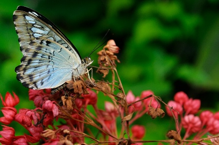 Blue butterfly