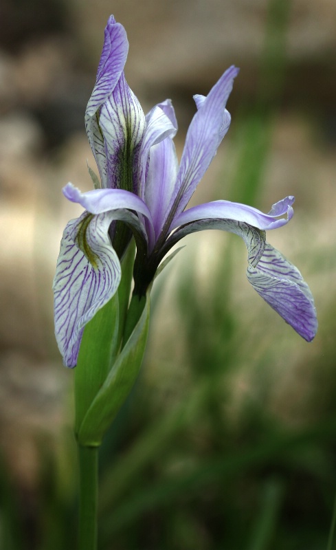 Wild Iris - ID: 8561709 © Patricia A. Casey