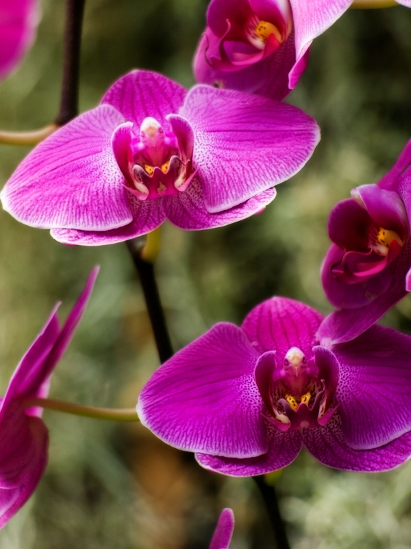 Orchids in Flight 2