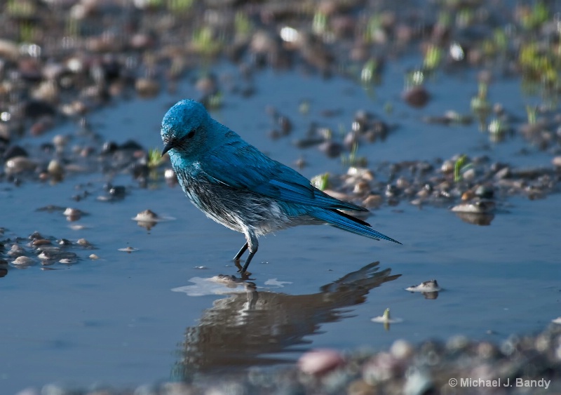 Blue Bird reflection