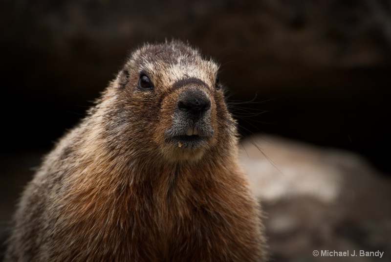 Marmot 2