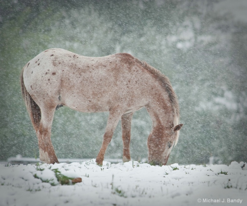 Pheonix in the snow