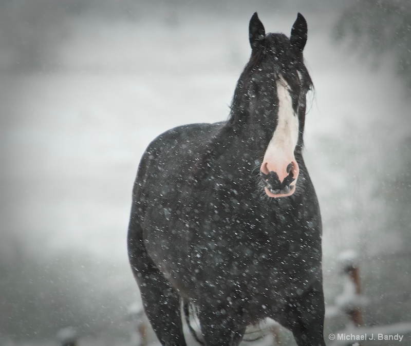 Inky the Shire in the snow